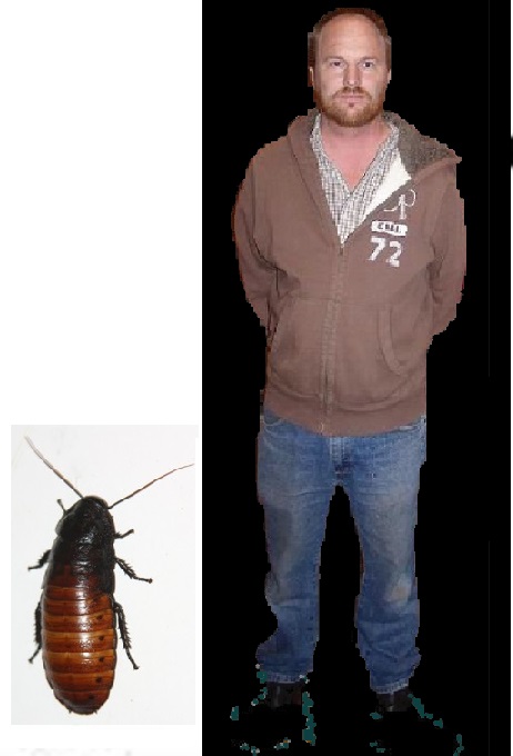 cockroach comparison02