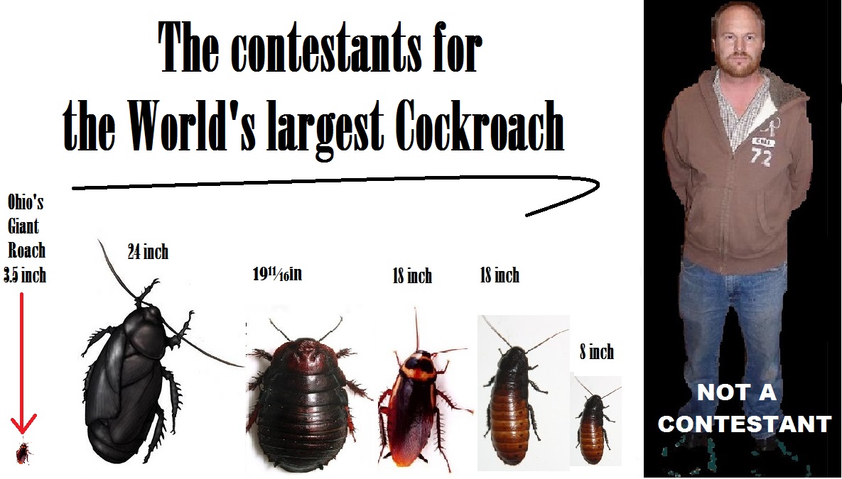 cockroach comparison02342