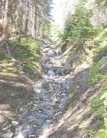 A rocky creek flowing downhill gray soil and green brush between pine trees